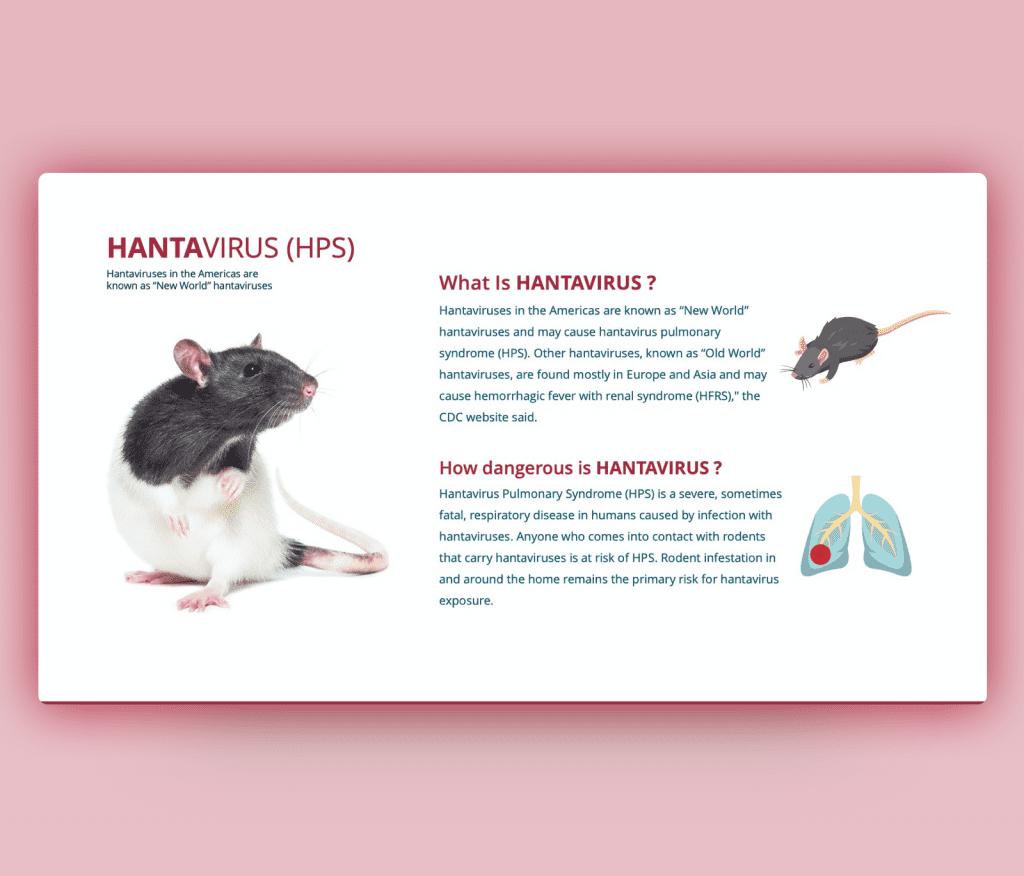 Hantavirus PowerPoint Template - Definition &amp; Risks